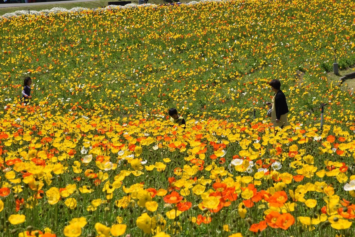 🍓 [운영 중단] 사바팜 (사바파무) 이미지 6
